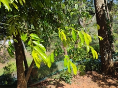 Ventilagineae