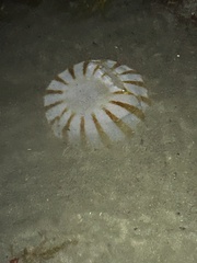 Chrysaora melanaster