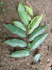 Ventilagineae