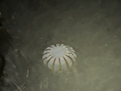 Chrysaora melanaster