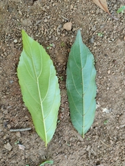 Ventilagineae