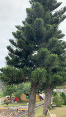 Araucaria