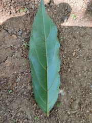 Ventilagineae