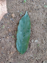 Ventilagineae