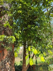 Ventilagineae