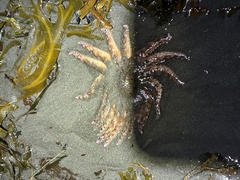 Pycnopodia helianthoides