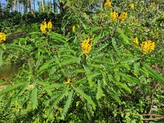Senna didymobotrya
