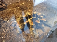 Brachypelma hamorii
