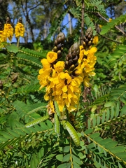 Senna didymobotrya