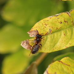 Leioproctus fulvescens