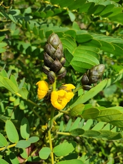 Senna didymobotrya