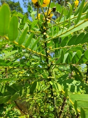 Senna didymobotrya