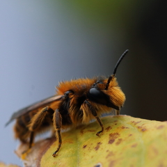 Leioproctus fulvescens