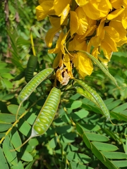 Senna didymobotrya