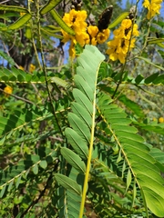 Senna didymobotrya