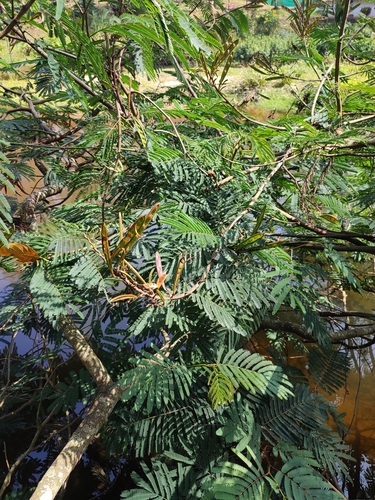 Image of Calliandra houstoniana by (c) rajesh rocky, some rights reserved (CC BY)
