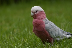 Eolophus roseicapilla albiceps