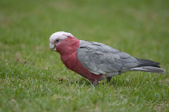 Eolophus roseicapilla albiceps