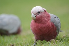 Eolophus roseicapilla albiceps