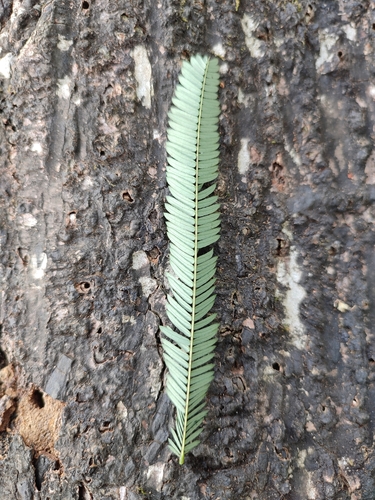 Image of Calliandra houstoniana by (c) rajesh rocky, some rights reserved (CC BY)