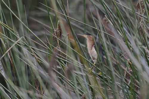 Black-backed Bittern (Botaurus dubius), photo 9