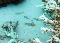 Lutjanus monostigma