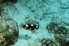 Bodianus axillaris