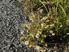 Anthemideae
