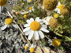 Anthemideae