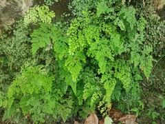 Adiantum cunninghamii