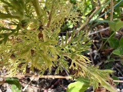 Anthemideae
