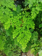 Adiantum cunninghamii