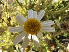 Anthemideae