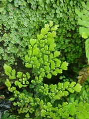 Adiantum cunninghamii