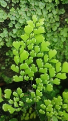 Adiantum cunninghamii