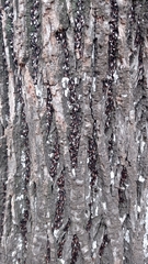 Oxycarenus lavaterae