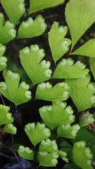 Adiantum cunninghamii
