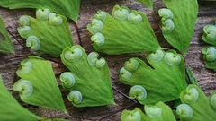 Adiantum cunninghamii