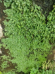 Marchantia polymorpha