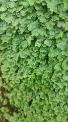 Marchantia polymorpha