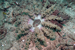 Actinodendron alcyonoideum