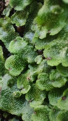 Marchantia polymorpha