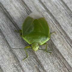 Glaucias amyoti