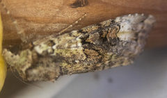Anaplectoides prasina