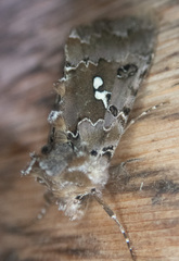 Autographa corusca