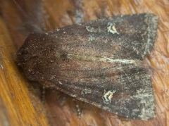 Apamea cogitata