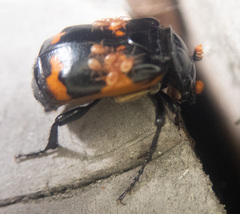 Nicrophorus investigator