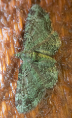 Pasiphila rectangulata