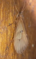 Onocosmoecus unicolor