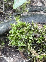 Funaria hygrometrica